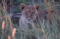 M lion cub 3 